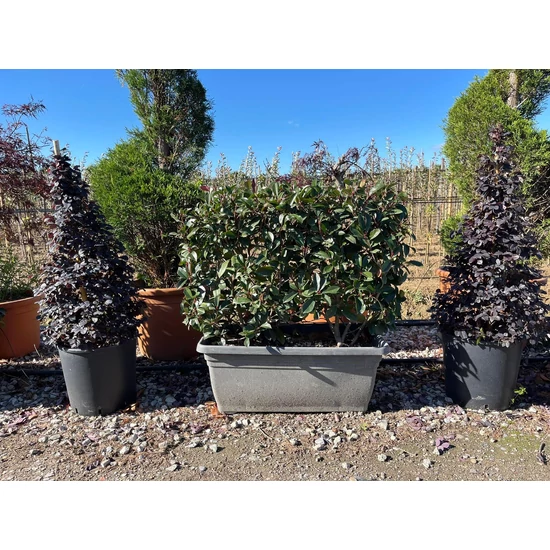 Örökzöld korallberkenye   PHOTINIA FRASERI RED ROBIN FAL 80CM BALKONLÁDÁBA