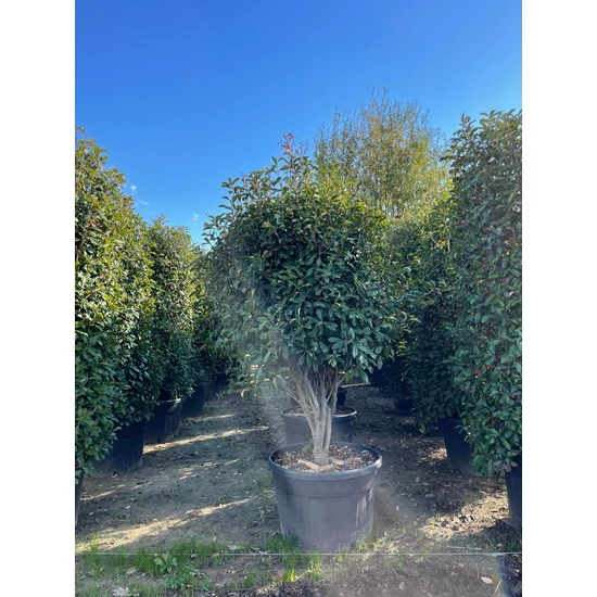 Örökzöld korallberkenye   PHOTINIA FRASERI RED ROBIN TÖBBTÖRZSES  200/+ K230