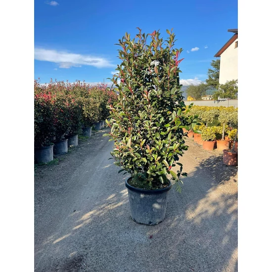 Örökzöld korallberkenye   PHOTINIA FRASERI RED ROBIN 150/175 K25