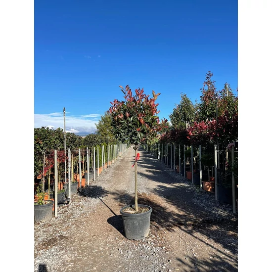 Örökzöld korallberkenye   PHOTINIA FRASERI RED ROBIN T80 K35