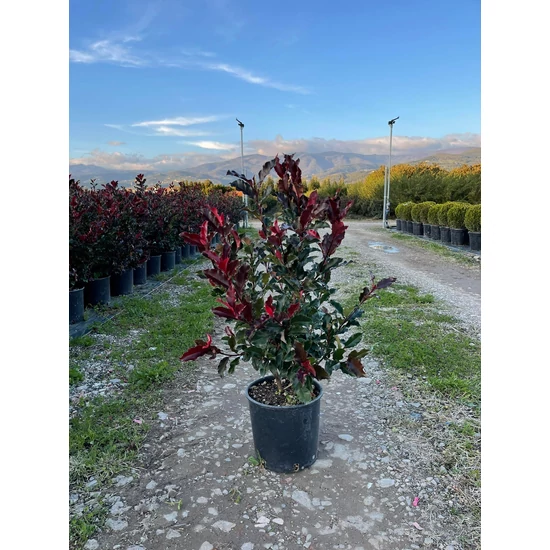 Örökzöld korallberkenye   PHOTINIA FRASERI MAGICAL VOLCANO 80/100 K9