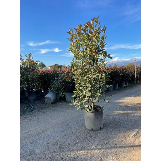 Örökzöld korallberkenye   PHOTINIA FRASERI PINK MARBLE 120/+ K18