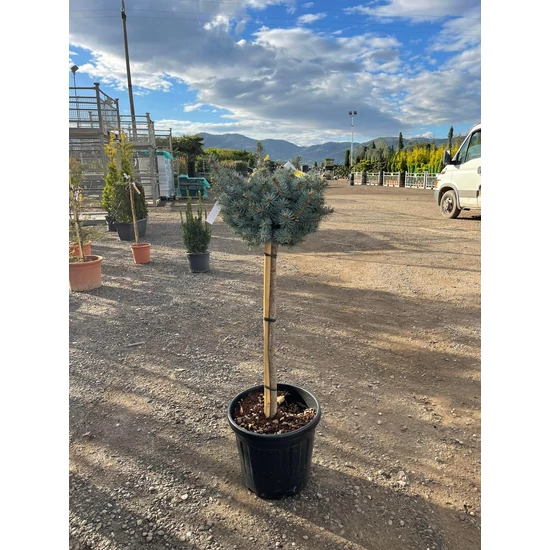 Gömb ezüstfenyő   PICEA PUNGENS GLAUCA GLOBOSA T80 K25