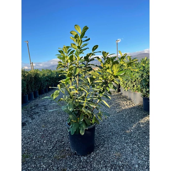  Babérmeggy   PRUNUS LAUROCERASUS NOVITA 120/+ K18 