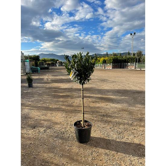 Keskenylevelű bérmeggy   PRUNUS LAUROCERASUS OTTO LUYKEN T80 K18