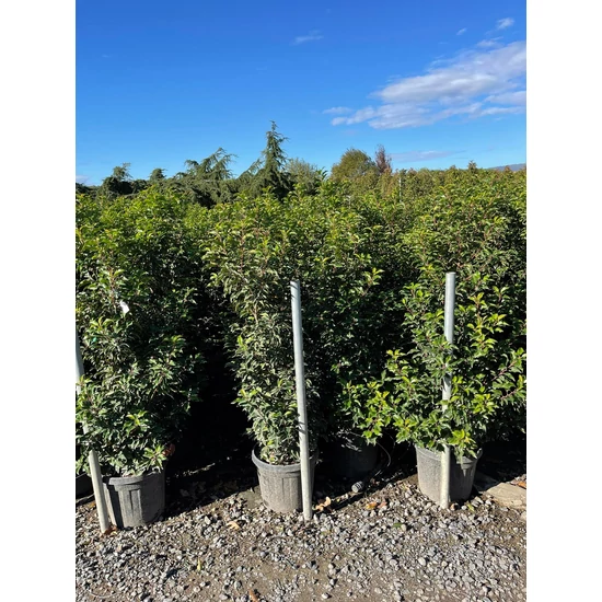  Portugál babérmeggy  PRUNUS LUSITANICA BRENELIA 125/150 K25