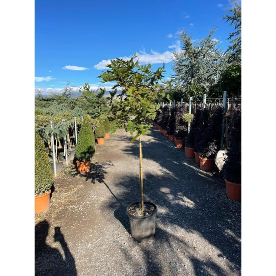 Lilaakác    WISTERIA SINENSIS T110 K25