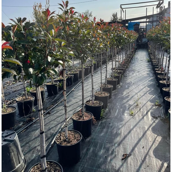 Örökzöld korallberkenye   PHOTINIA FRASERI RED ROBIN T1/2 K15