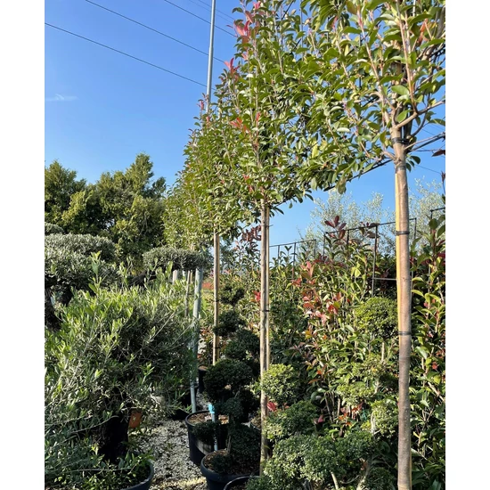 Örökzöld korallberkenye   PHOTINIA FRASERI RED ROBIN T180 FAL 12/14 K70