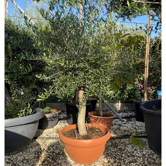Olajfa   OLEA EUROPEA T1/2 BONSAI TÁLBAN K45