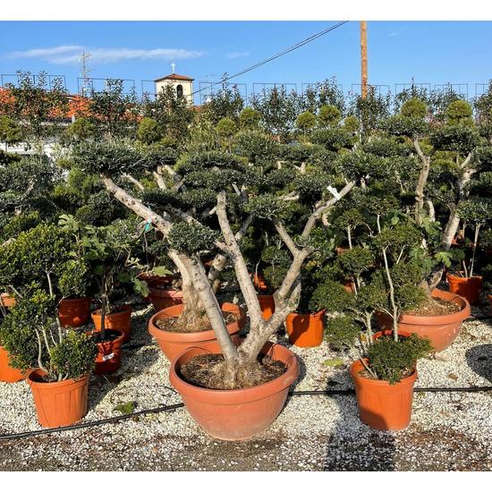 Olajfa    OLEA EUROPEA POM-PON 200/+ BONSAI TÁLBAN K120