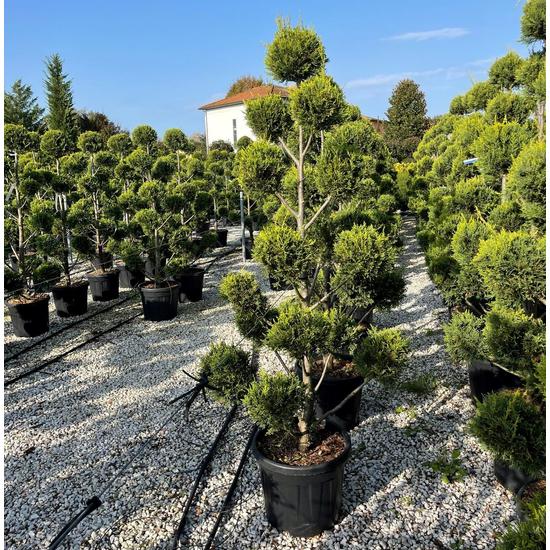 Arany lombú leyland ciprus CUPRESSOCYPARIS LEYLANDII CASTLEWELLAN GOLD POM-PON 140/160 K35