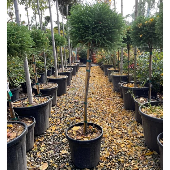 Törpe japán szugifenyő  CRYPTOMERIA JAPONICA GLOBOSA NANA T1/2 40/+ K25