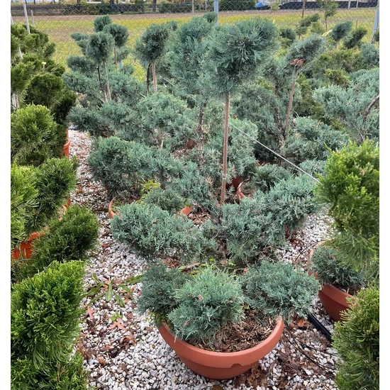 Virginiai boróka   JUNIPERUS VIRGINIANA GLAUCA BONSAI 100/125 BONSAI TÁLBAN K50