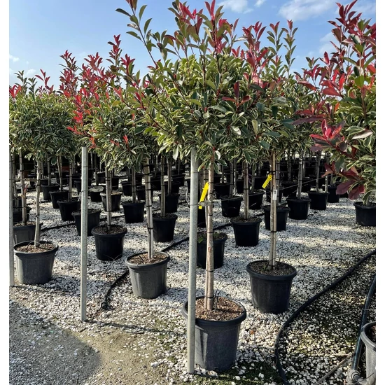 Örökzöld korallberkenye   PHOTINIA FRASERI PINK MARBLE T1/2 50/+ K25