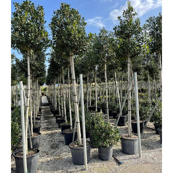 Közönséges magyal   ILEX MUTCHAGARA NELLIE R. STEVENS T200 12/14 K55