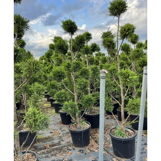 Leyland ciprus   CUPRESSOCYPARIS LEYLANDII POM-PON 175/200 K35