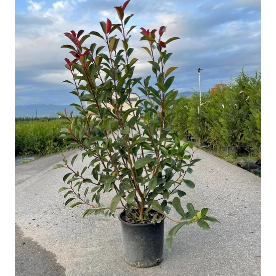 Örökzöld korallberkenye   PHOTINIA FRASERI RED ROBIN 80/100 K9
