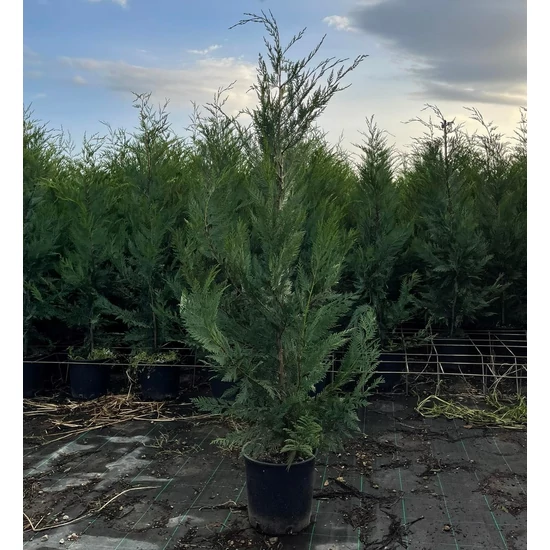 Leyland ciprus   CUPRESSOCYPARIS LEYLANDII 150/+ K9