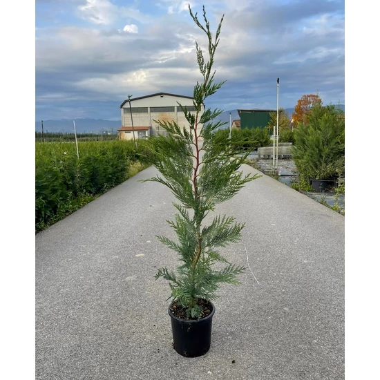 Leyland ciprus   CUPRESSOCYPARIS LEYLANDII 80/+ K3