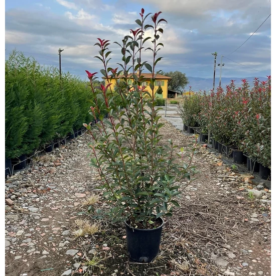 Örökzöld korallberkenye   PHOTINIA FRASERI COMPACTA 60/80 K9