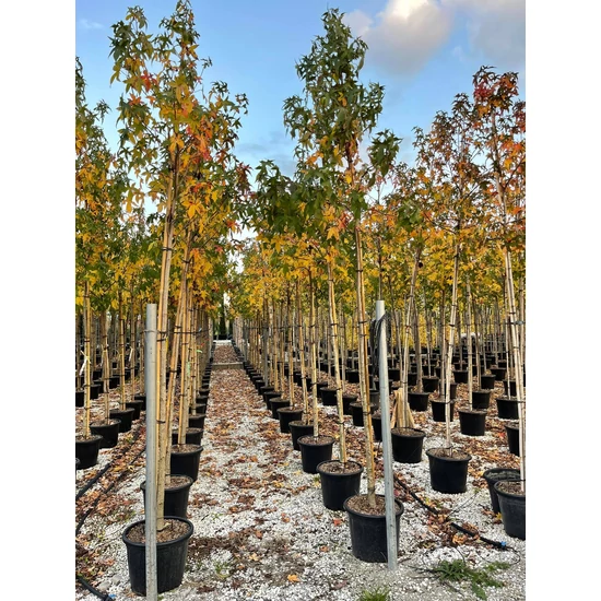Amerikai ámbrafa   LIQUIDAMBAR STYRACIFLUA T200 8/10 K35