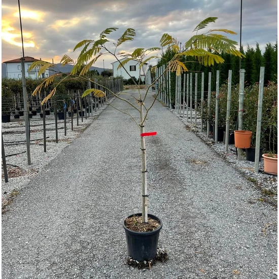 Selyemakác    ALBIZIA JULIBRISSIN T1/2 K18