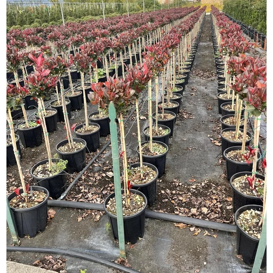 Örökzöld korallberkenye   PHOTINIA X FRASERI CARRE ROUGE T1/4 K10