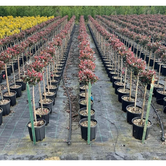 Örökzöld korallberkenye   PHOTINIA FRASERI LITTLE RED ROBIN T1/4 K10
