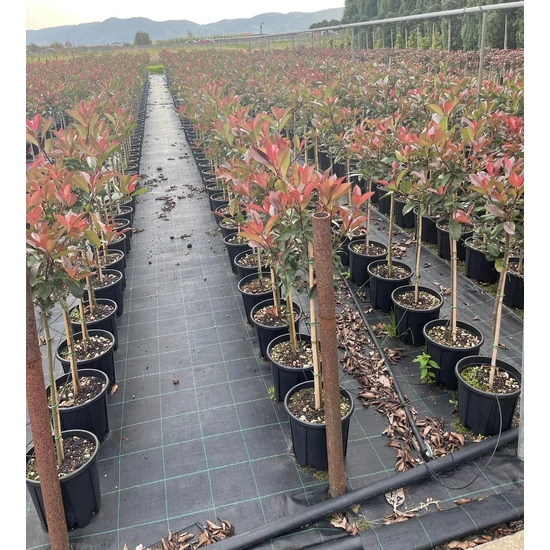 Örökzöld korallberkenye   PHOTINIA FRASERI RED ROBIN T1/4 K10