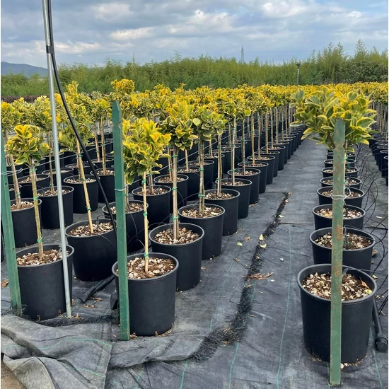 Japán kecskerágó   EUONYMUS JAPONICUS ELEGANTISSIMUS AUREUS T1/4 K10