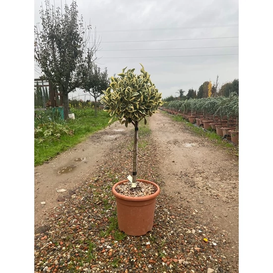 Japán kecskerágó   EUONYMUS JAPONICUS BRAVO T1/4 K10