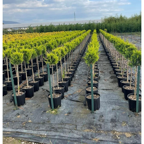 Arany lombú leyland ciprus CUPRESSOCYPARIS LEYLANDII CASTLEWELLAN GOLD T1/4 K10