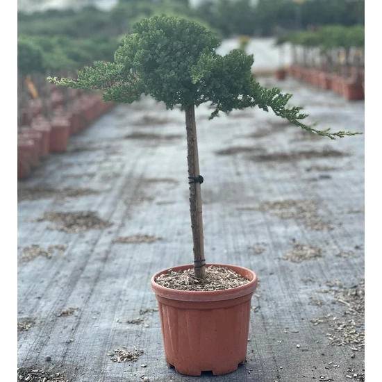 Japán törpeboróka   JUNIPERUS PROCUMBENS NANA T1/4 K5