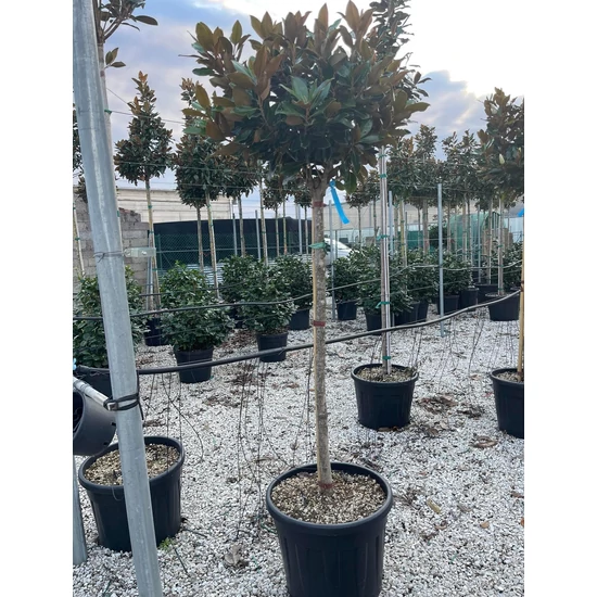 Örökzöld liliomfa   MAGNOLIA GRANDIFLORA LITTLE GEM T3/4 K55