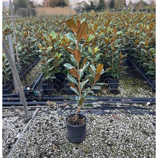 Örökzöld liliomfa   MAGNOLIA GRANDIFLORA GALLISONIENSIS 60/+ K5