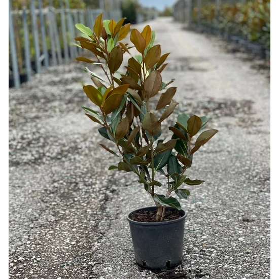 Örökzöld liliomfa   MAGNOLIA GRANDIFLORA GALLISONIENSIS PRAECOX 60/+ K5