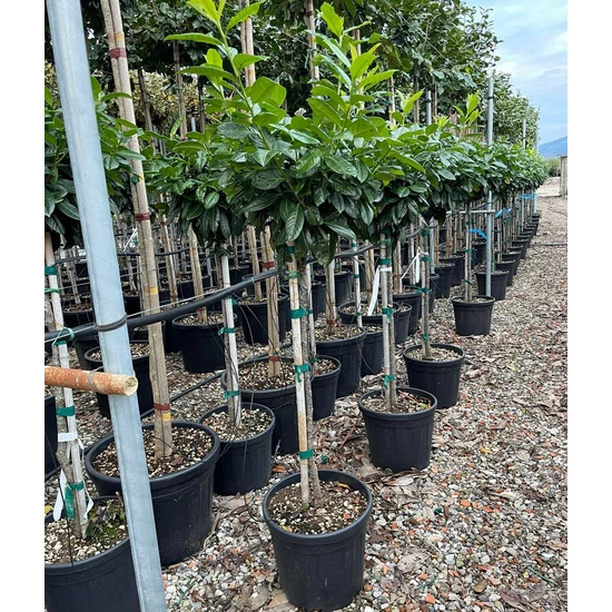 Közönséges babérmeggy   PRUNUS LAUROCERASUS NOVITA T1/2 K25