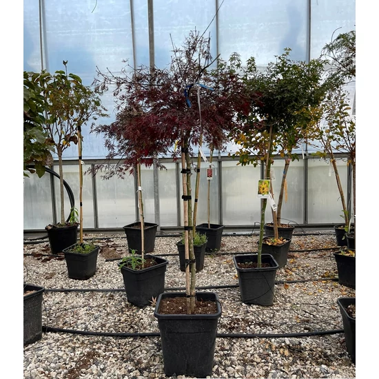 Szeldelt levelű japán juhar ACER PALMATUM DISSECTUM GARNET T1/2 60/80 K18