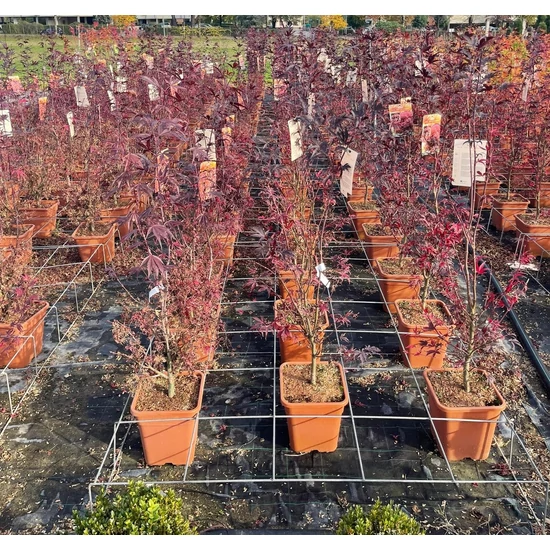 Japán juhar   ACER PALMATUM LITTLE RED 100/125 K14