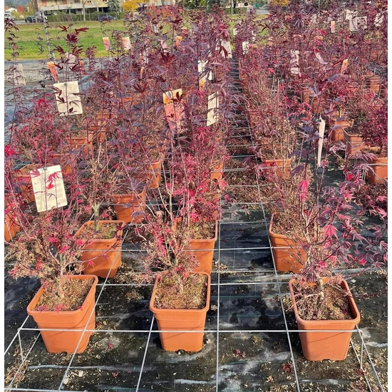 Japán juhar   ACER PALMATUM SKEETER'S BROOM 100/125 K14