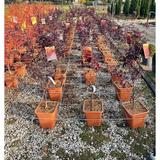 Japán juhar   ACER PALMATUM SHAINA 100/125 K14