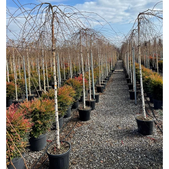 Szomorú nyír   BETULA PENDULA YOUNGII T200 10/12 K30