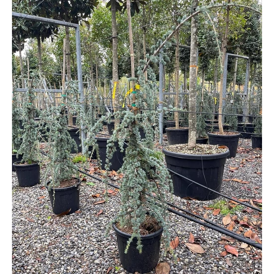Kék csüngő atlasz cédrus CEDRUS ATLANTICA GLAUCA PENDULA 100/125 K30
