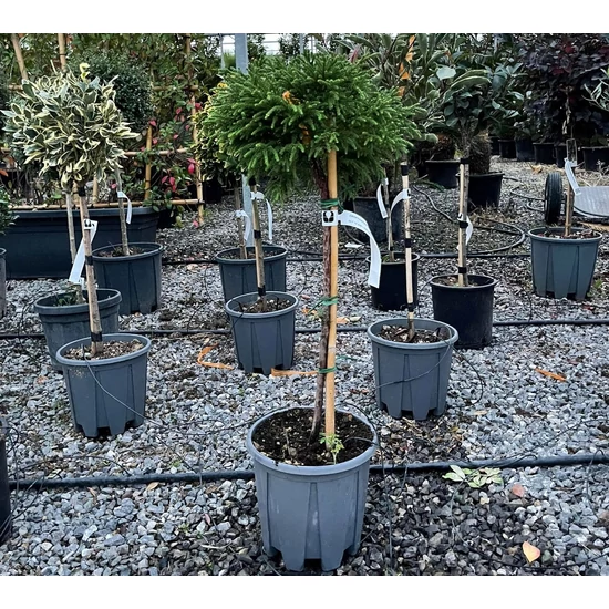 Törpe japán szugifenyő  CRYPTOMERIA JAPONICA LITTLE CHAMPION T1/4 30/40 K10