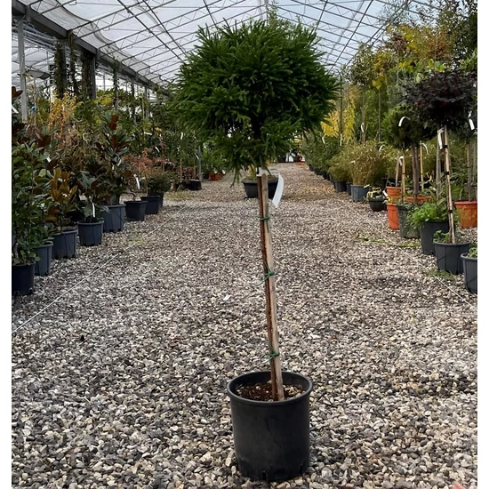 Törpe japán szugifenyő  CRYPTOMERIA JAPONICA LITTLE CHAMPION T1/2 30/40 K10