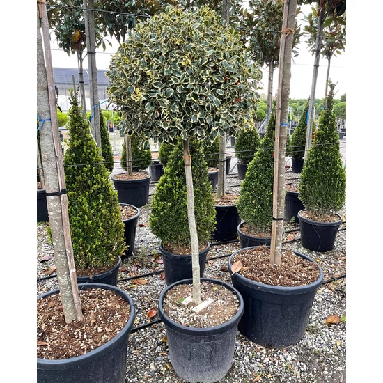 Közönséges magyal   ILEX AQUIFOLIUM ARGENTEOMARGINATA T1/2 60/70 K55