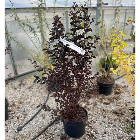 Kínai selyemmirtusz   LAGERSTROEMIA BLACK DIAMOND BEST RED K8