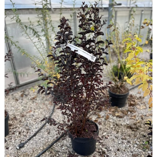 Kínai selyemmirtusz   LAGERSTROEMIA BLACK DIAMOND LAVENDER LACE K8