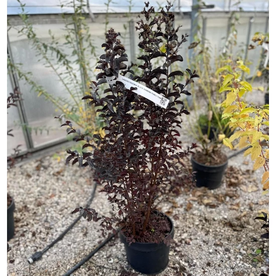 Kínai selyemmirtusz   LAGERSTROEMIA BLACK DIAMOND PURELY PURPLE K8